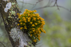 Acianthera sonderiana