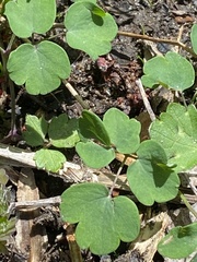 Thalictrum thalictroides