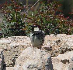 Passer hispaniolensis