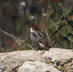 Passer hispaniolensis