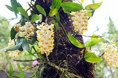Dendrobium thyrsiflorum