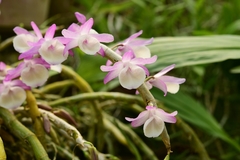 Dendrobium polyanthum