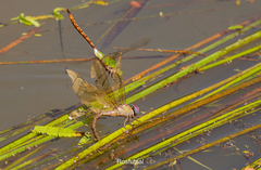 Anax concolor