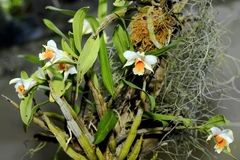 Dendrobium cariniferum