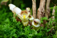 Acanthophippium sylhetense