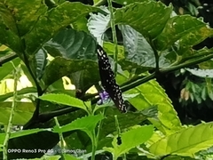 Euploea crameri bremeri
