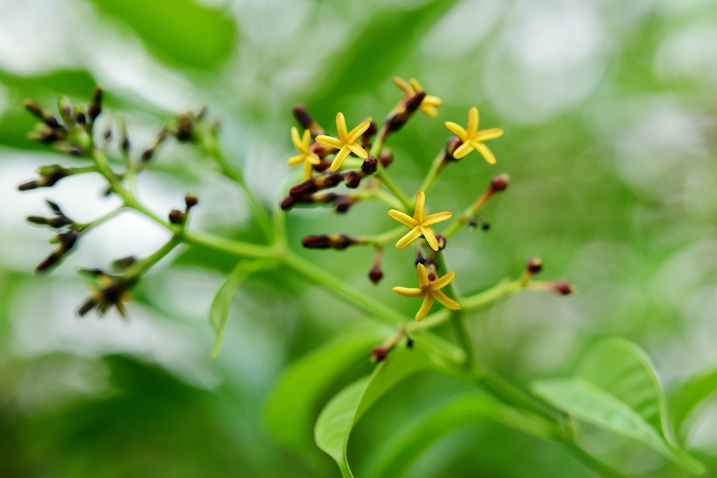 Cleghornia malaccensis (Cleghornia malaccensis)