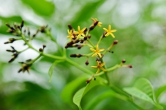 Cleghornia malaccensis