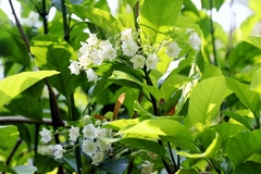 Vallaris glabra