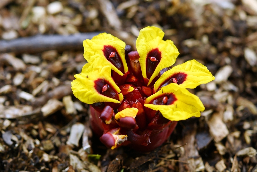 Etlingera yunnanensis (Etlingera yunnanensis)