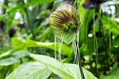 Tacca subflabellata