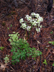 Ligusticum grayi