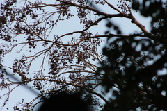 Patagioenas cayennensis