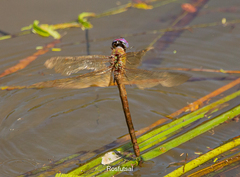 Coryphaeschna adnexa