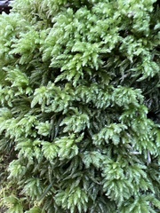 Leucolepis