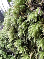 Leucolepis