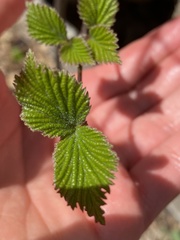 Viburnum setigerum