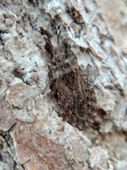 Aradus hieroglyphicus