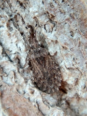 Aradus hieroglyphicus