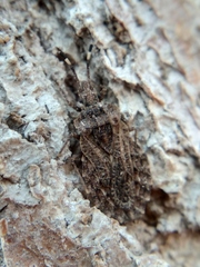 Aradus hieroglyphicus