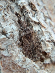 Aradus hieroglyphicus