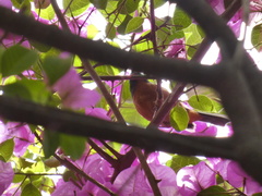 Diglossa baritula