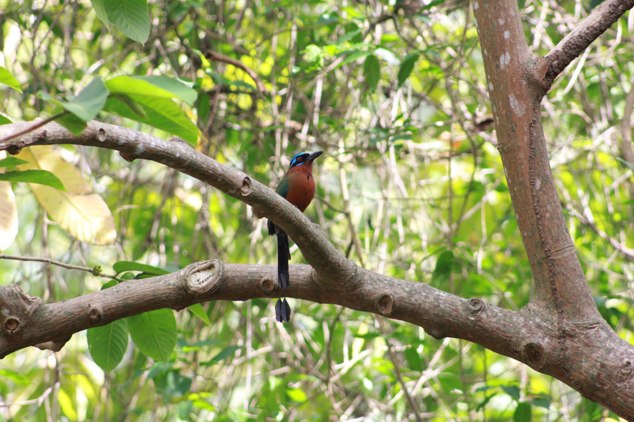 Trinidad Motmot illustration