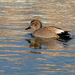 Gadwall - Photo (c) Luciano Giussani, some rights reserved (CC BY-NC-SA)