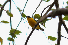 Euphonia hirundinacea