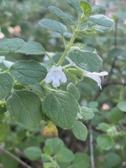 Clinopodium chandleri