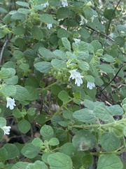 Clinopodium chandleri