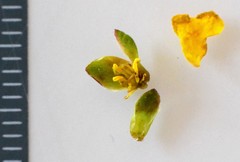 Hibbertia monogyna
