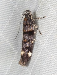 Macrobathra diplochrysa