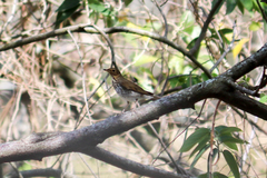 Catharus ustulatus