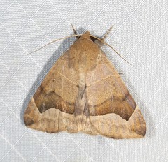 Dysgonia monogona