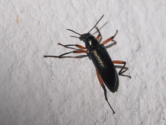 Strongylium erythrocephalum