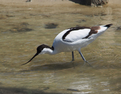 Recurvirostra avosetta