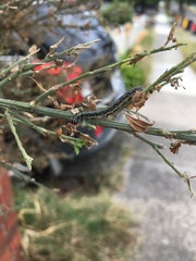 Uresiphita ornithopteralis