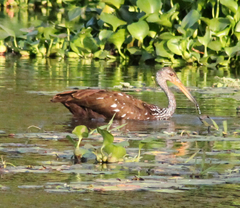 Aramus guarauna