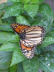 Danaus plexippus