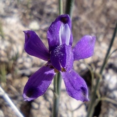 Delphinium parishii subglobosum