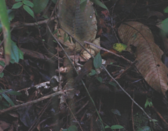 Synallaxis cinnamomea