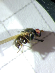 Calliopum simillimum