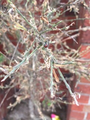 Uresiphita ornithopteralis