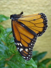 Danaus plexippus
