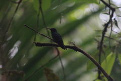 Campylopterus ensipennis