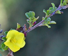 Hibbertia monogyna