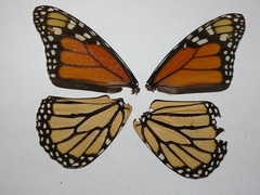 Danaus plexippus