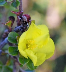 Hibbertia monogyna