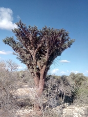 Alluaudia comosa